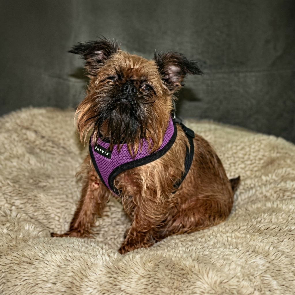 Soft Harness by Puppia