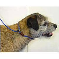 A Border Terrier wearing the blue Braided British Show Lead.