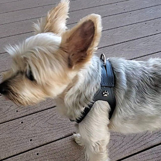 Choke Free Shoulder Collar Dog Harness