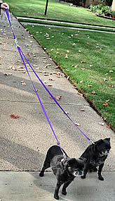 Two black, smooth Brussels Griffons attached with a single leash, showing how the Pet Walker Plus works.