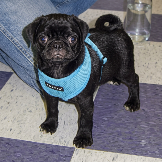 Soft Harness by Puppia