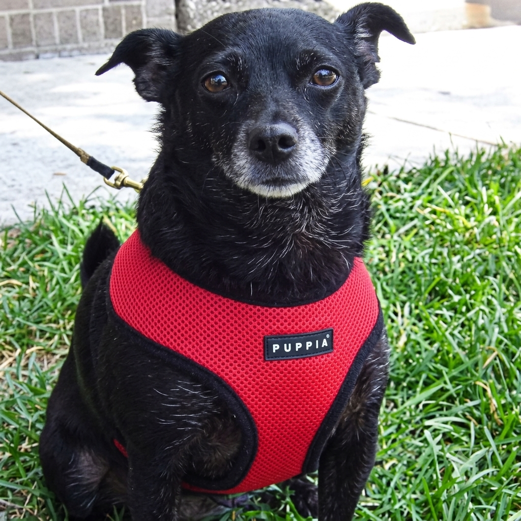Soft Harness by Puppia