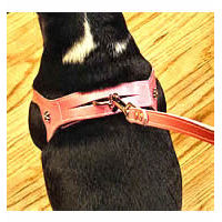 Choke Free Shoulder Collar Dog Harness