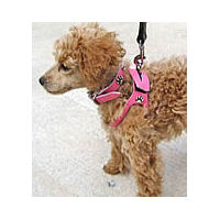 Choke Free Shoulder Collar Dog Harness