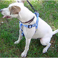 Yellow Dog Design Step-In Harness